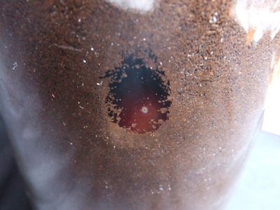 今年も無事、国産カブト蛹化第1号!!