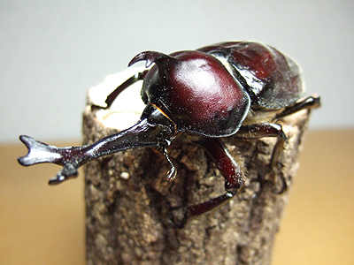 OrangeBeetle誕生!!